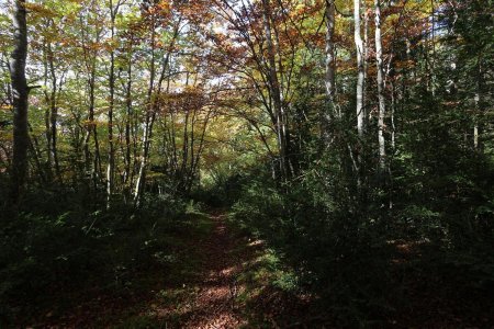 Sentier dans la forêt.