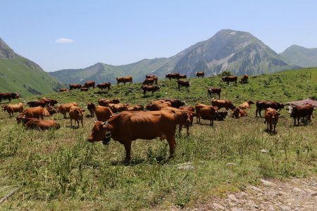 L’alpage d’Allant avec le Pécloz.