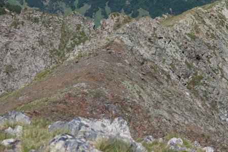 Harde de chamois sur la crête.