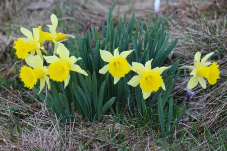 Jonquilles