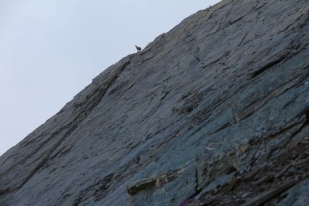 Bouquetin perché sur la crête...