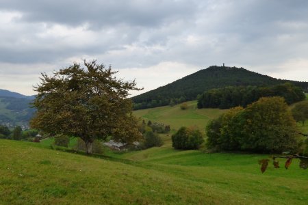 Un autre arbre fruitier (beaucoup plus vieux que le précédent) devant le Grand Faudé.