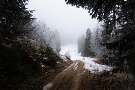 En sortir de la forêt, peu avant le croisement vers le Chalet des Barbus