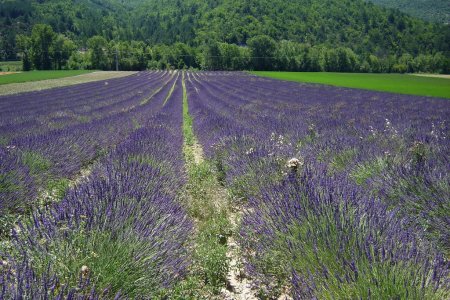 ...aux fragrances obsédantes.