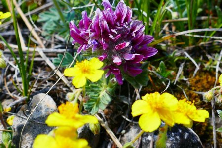 De minuscules fleurs embellissent les bords du sentier.