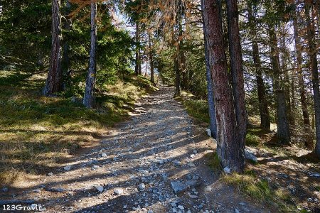 Montée en forêt