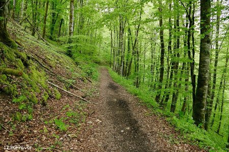 Montée en forêt vers le plateau