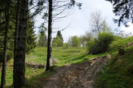 Fin du chemin forestier, premier belvédère après les plaines