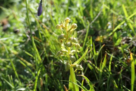 Orchis grenouille (merci aux randonneurs botanistes rencontrés)