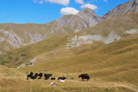 Le troupeau de vaches qu’il a fallu traverser !