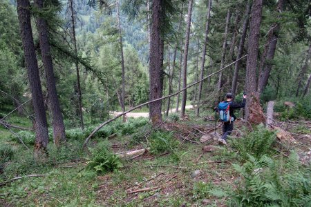 Descente finale dans les bois pour rejoindre la piste sous la Cabane