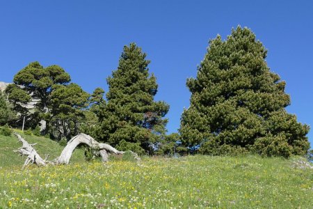 Vallon de Combeau