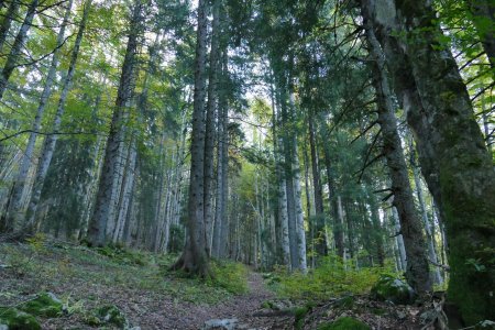 Raide montée en forêt