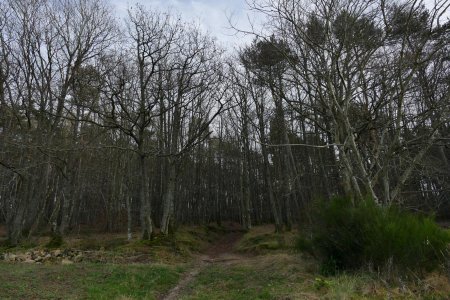 Vers le Crêt de la Poipe