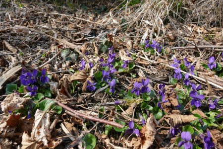 Violette odorante 