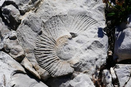 En arrivant sur la crête un petit fossile quasiment inratable.