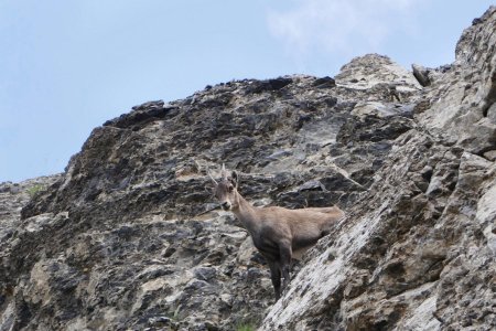 «Mais c’est quoi cette bestiole maman ?» 