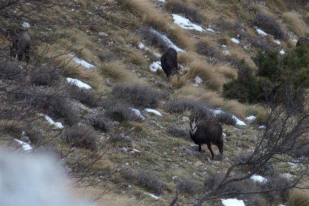 Un autre groupe de chamois