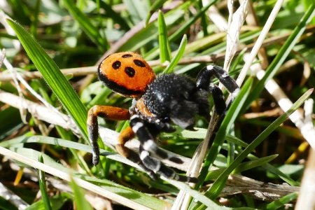 Très beau spécimen d’hybridation entre une araignée et une coccinelle ! 