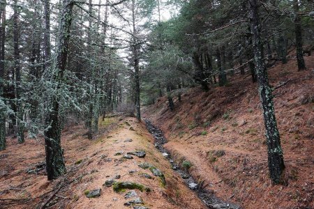 Agréable sentier en sous-bois. 