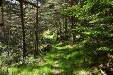 Agréable montée sous de superbes mélèzes.