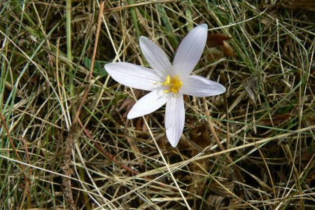 Colchique des Alpes