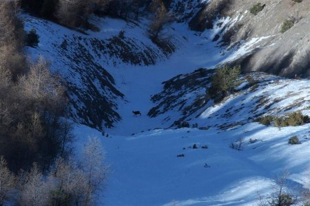 En contrebas, quelques chamois