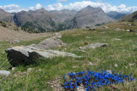 Gentianes des Alpes