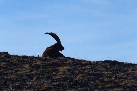 Deux robustes bouquetins mâles près de la baisse du Démant