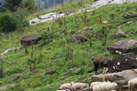 Lama parmi les moutons !