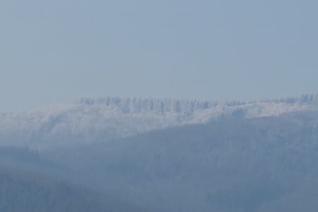 Zoom sur une forêt gelée