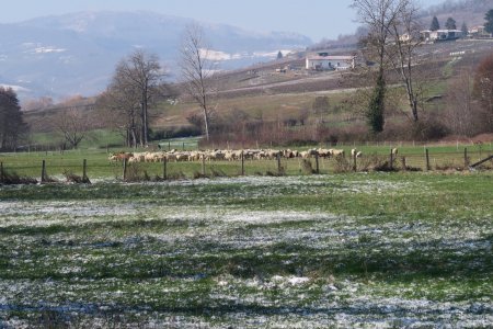 ...Et un troupeau de moutons !