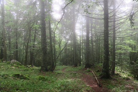 Descente dans la forêt