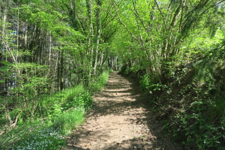 Dans la Forêt de La Cantinière