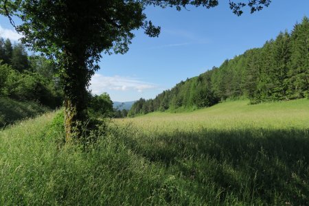 Le pré, avant de basculer vers Evosges (regard arrière)