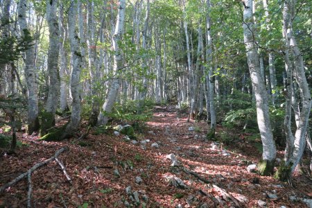 On attaque la montée dans la forêt