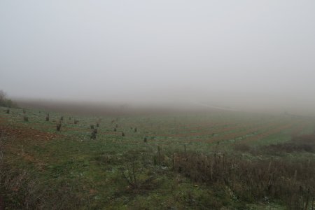 Vignes de Saint-Jean-des-...