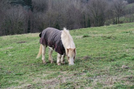 Poney sous protection