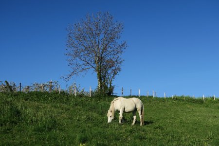 L’herbe est bien verte !