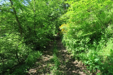 Montée dans le Bois Guillien