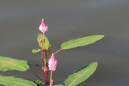 Renouée amphibie