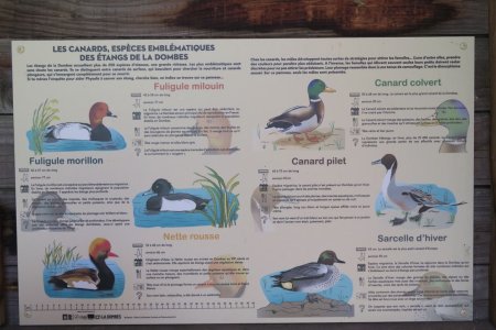 L’observatoire, informations sur les espèces de canards