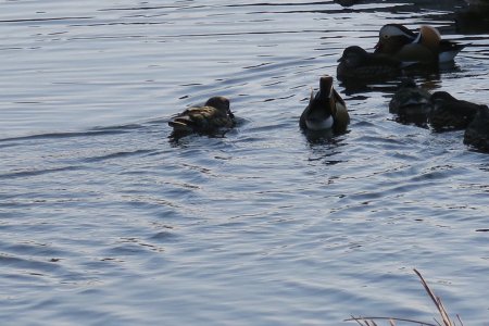 Canards mandarin