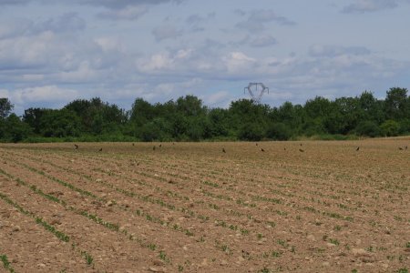 Champ de corbeaux