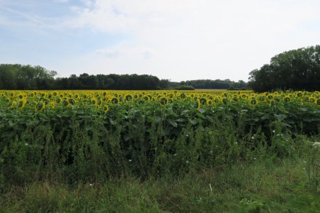 Mer Jaune