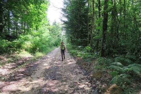 Dans le Bois de Charmontay