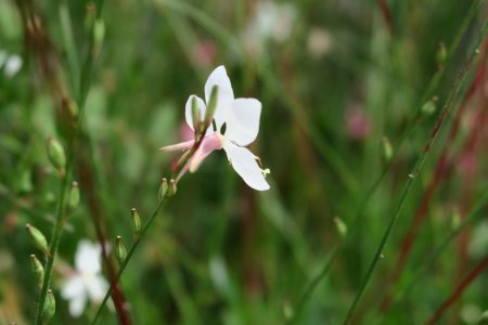 Gaura