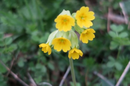 Primevère officinale 