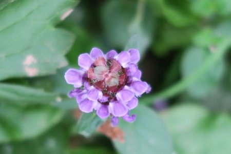 Brunelle à grandes fleurs