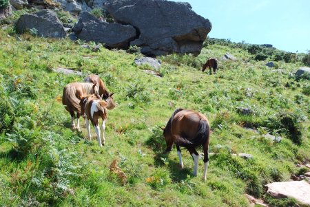 Pottoks sur les pentes de la Rhune